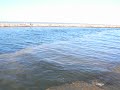 Packery Channel Red Tide