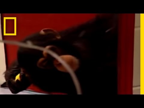 Ape - Researchers set up tests to show that great apes can recognize themselves in the mirror. Human Ape : MON MARCH 17 8P et/pt : http://channel.nationalgeographi...