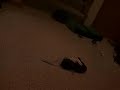50 second Stopmotion