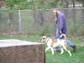 Dozer( Alapaha Bulldog) and Bryan Henry(Trainer)