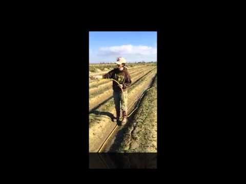 how to fertilize garlic in the spring