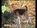 bigl beagle bigl beagle