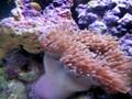 Charlies Nano tank