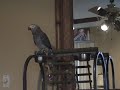 Buddy the Grey does his thing.. Buddy the Grey does his thing..
