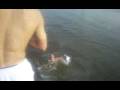 videos de PDL AU GRAND LARGE