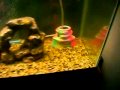 how to maintain a tank with oscars in it
