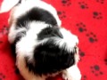 Thumbnail #1