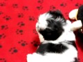 Thumbnail #3