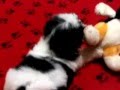Puppy L