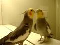 Chikorita the Cockatiel Singing into Mirror #1 June262008
