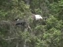 BALD EAGLES Alaska 2008