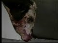 Maltrato al animal 2