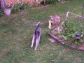 2 Jack Russells playing