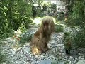 My Grandparents Dog
