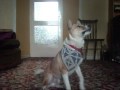 101 tricks - Number 1: Sit