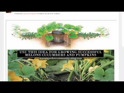 how to fertilize zucchini