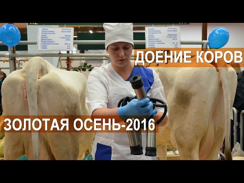 Мастер класс по доению коров Мастер класс по доению коров