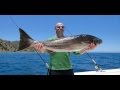 Hubbs Sea World replenishing white seabass in Southern California waters