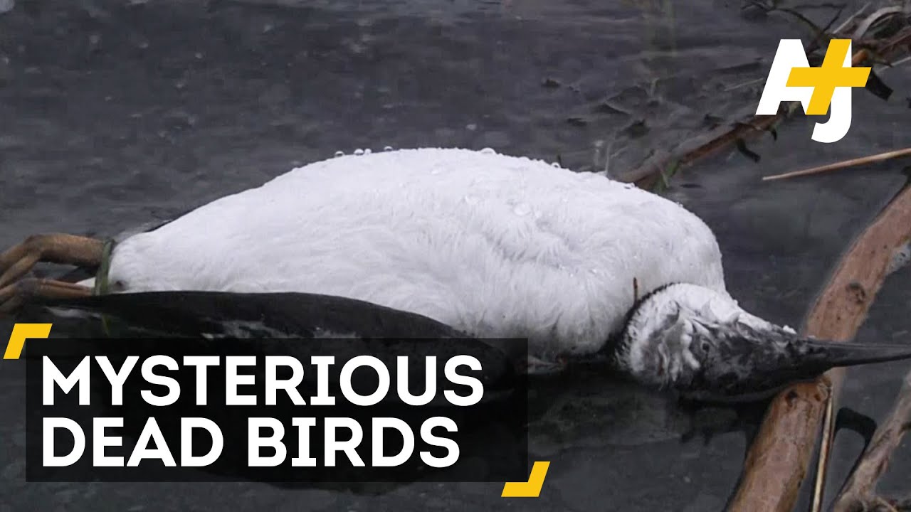 8,000 Suddenly Dead Birds in Alaska; What does it Mean?