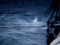Russian Orca Capture 2003