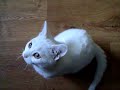 Surprise by kitten Cleo !
