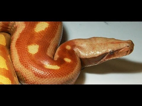 YouTube reptile video