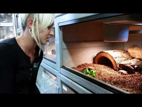 YouTube reptile video