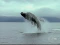 Humpback Whale: Hunting Technique