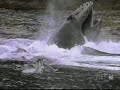Humpback Whale: Hunting Technique Humpback Whale: Hunting Technique