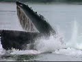 Humpback Whale: Hunting Technique