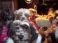 36 DOGS RESCUED FROM BURNED OUT HOUSE