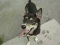 videos de Mylie