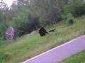 grassy-narrows-bear-