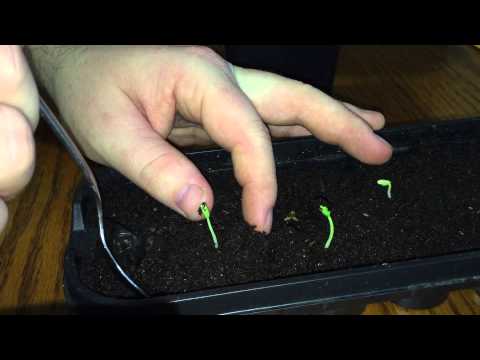 how to transplant pomegranate tree