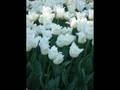 clip video Abida Parveen Aandhi Chali To