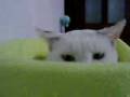 videos de 4 - Alguns dias à chegada da Pearl/Few days after Pearl come here
