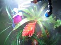 Raining in my tropical terrariums