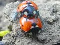 Larry the Ladybird (Caution swearing)  by k9oggy