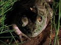 Bullfrogs eating birds, spiders, scorpians and each other