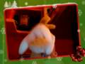 videos de Quaky duck believe in me