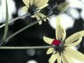 clip video Laura Branigan How Can I Help You Say Goodbye