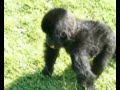 Baby Gorilla Orphans Play in Congo (repeat)