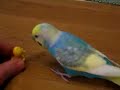 Lickle bird loves big bird Lickle bird loves big bird