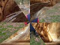 Alabama ~ Angels Among Us