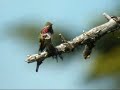 Calliope Hummingbird