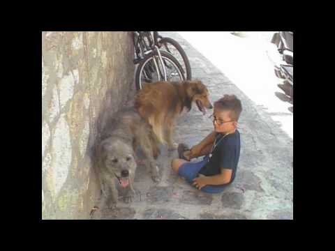 Kind stört Hunde bei der Paarung