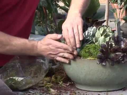 how to replant small cactus