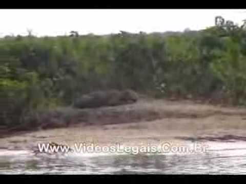 onça ataca capivara no pantanal