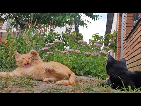 ASMR Cat 5 - Kittens Grooming Themselves