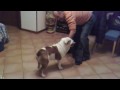 Bulldog : Achille...